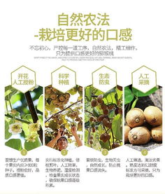綠心徐香獼猴桃 果中之王的金秋饋贈