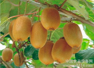 獼猴桃制品深加工 破解鮮果銷售困局的有效路徑